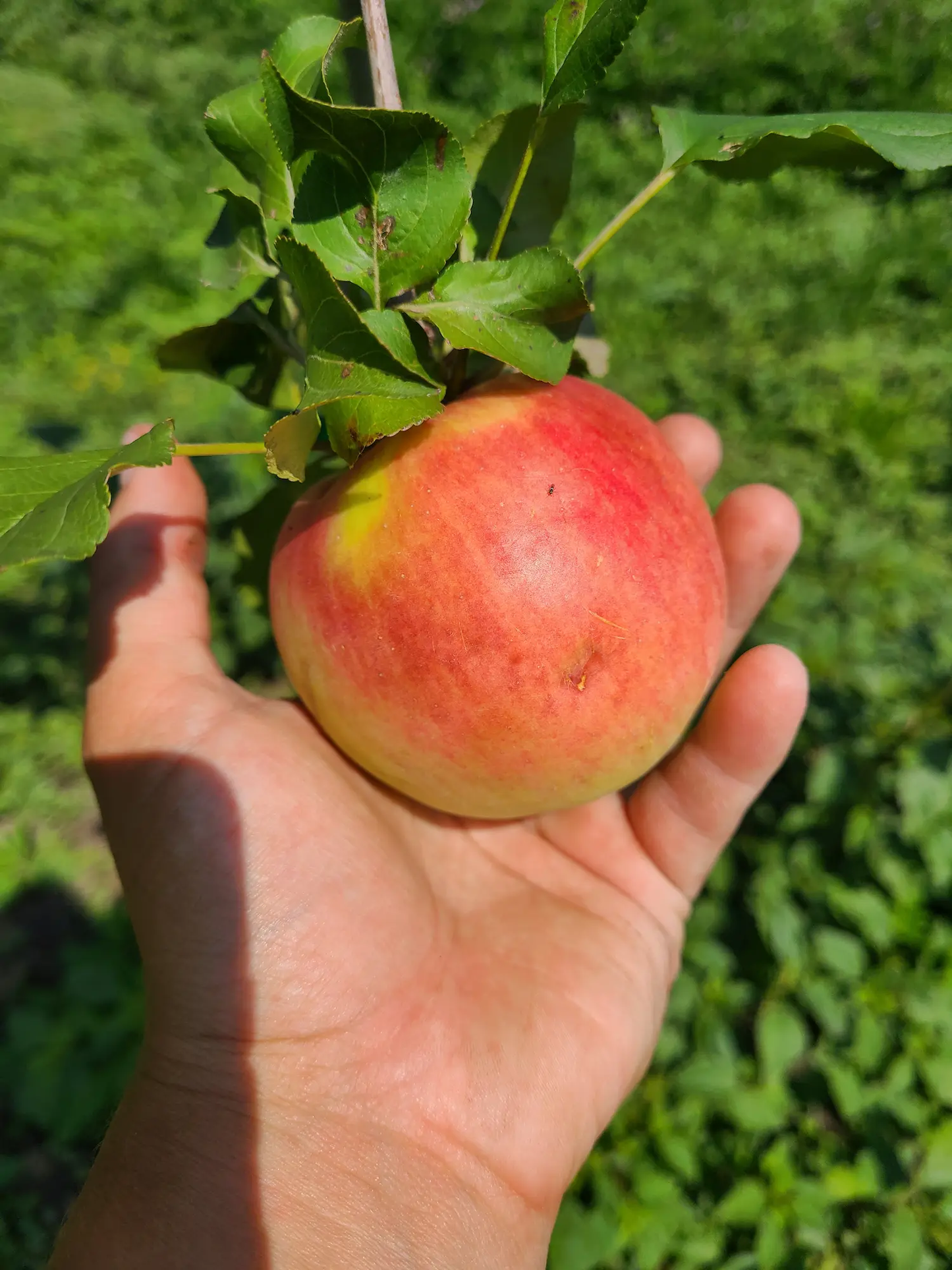 Prairie Sensation Apple