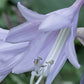Night Flight Hosta Plants online shopping