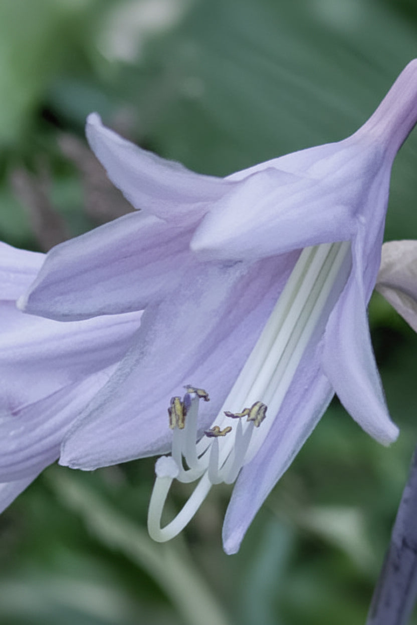 Night Flight Hosta Plants online shopping