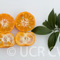 Sun Chu Sha Kat Mandarin Budwood citrus plant material online shopping