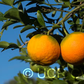 Benton Citrange Trifoliate Hybrid Budwood citrus plant material online shopping