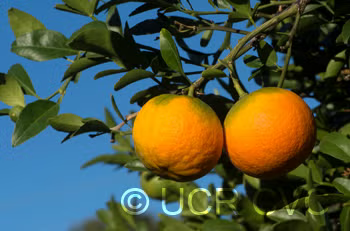 Benton Citrange Trifoliate Hybrid Budwood citrus plant material online shopping