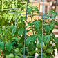 Pink Brandywine  Organic Tomato