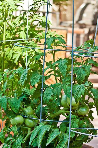 Pink Brandywine  Organic Tomato