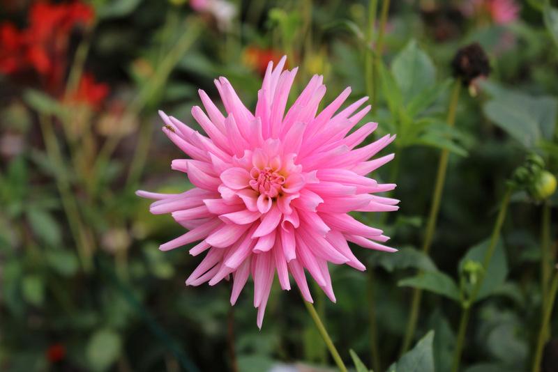 Park Princess Dahlia