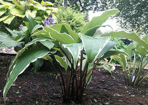Valley's Sushi Hosta Plants online shopping