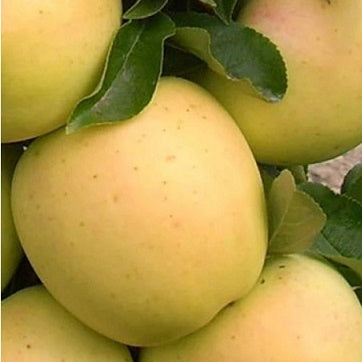 Golden Treat® Columnar Apple