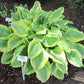Mack The Knife Hosta Plants online shopping