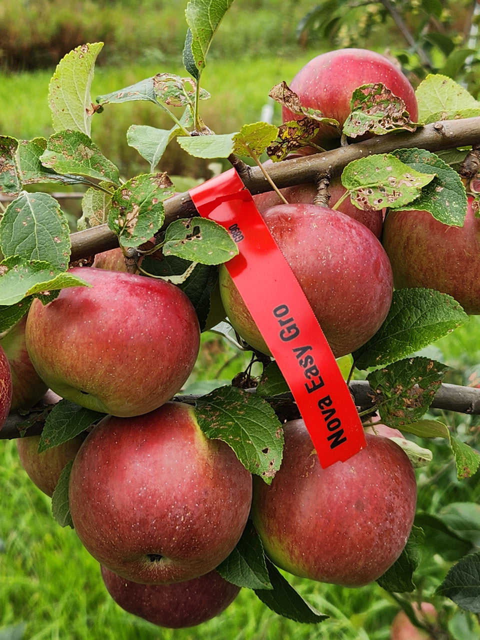 Nova Easygro Apple
