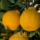 Iyo San Ponkan Mandarin Budwood citrus plant material online shopping