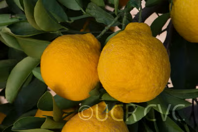 Iyo San Ponkan Mandarin Budwood citrus plant material online shopping