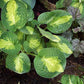 Warwick Comet Hosta Plants online shopping