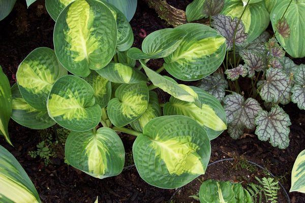 Warwick Comet Hosta Plants online shopping