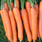Yaya F1  Carrot
