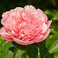 Paeonia Lactiflora Etched Salmon