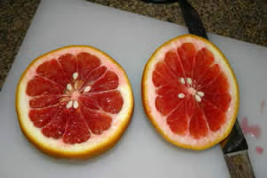 Valentine Pummelo Hybrid Budwood citrus plant material online shopping