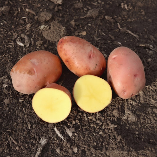 Rose Gold Seed Potato online shopping