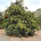 Temple x Minneola Tangor Mandarin Budwood citrus plant material online shopping