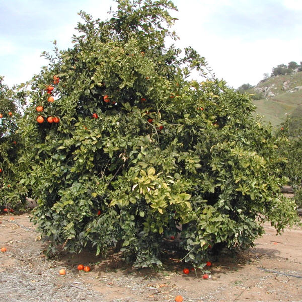Temple x Minneola Tangor Mandarin Budwood citrus plant material online shopping