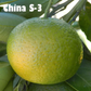 China S-3 Satsuma Mandarin Budwood citrus plant material online shopping