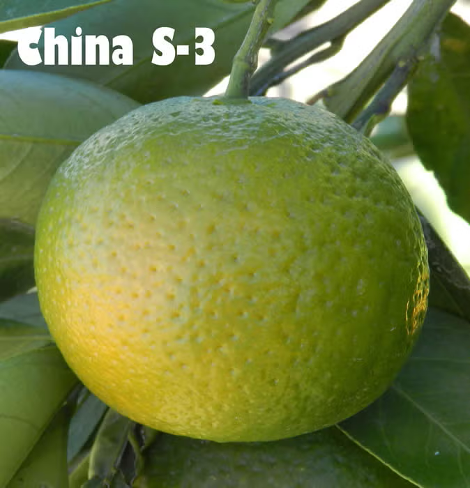China S-3 Satsuma Mandarin Budwood citrus plant material online shopping