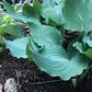 Winter Frost Hosta Hosta Plants online shopping