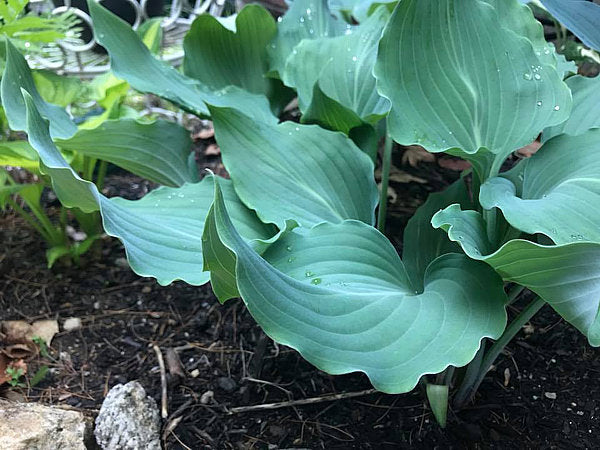 Winter Frost Hosta Hosta Plants online shopping