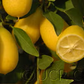 Tavares Limequat Budwood citrus plant material online shopping