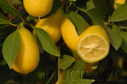 Tavares Limequat Budwood citrus plant material online shopping