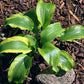 Monkey Business Hosta Plants online shopping