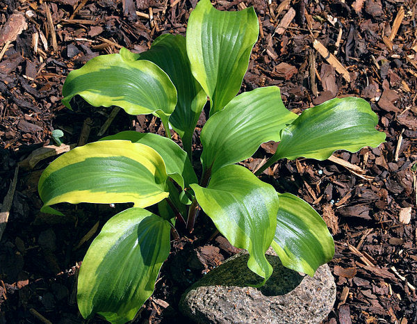 Monkey Business Hosta Plants online shopping