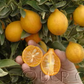 Centenniel Variegated Budwood citrus plant material online shopping
