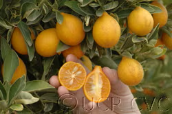 Centenniel Variegated Budwood citrus plant material online shopping