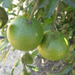Smooth Flat Seville Sour Orange Seed citrus plant material online shopping
