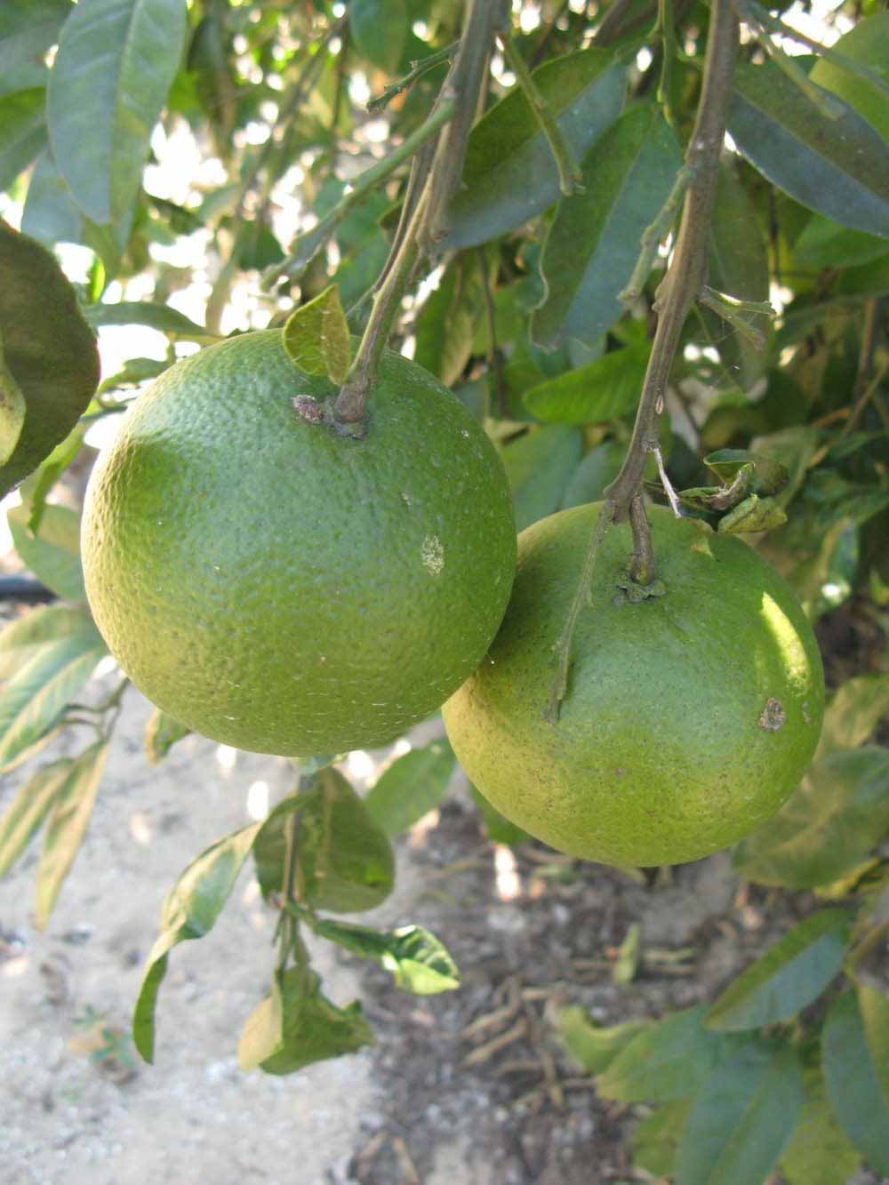 Smooth Flat Seville Sour Orange Seed citrus plant material online shopping