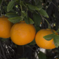 Ellendale Tangor Mandarin Budwood citrus plant material online shopping
