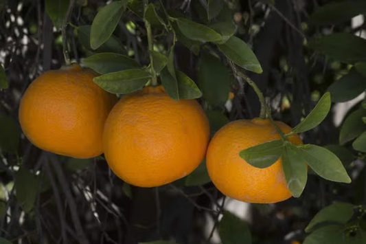 Ellendale Tangor Mandarin Budwood citrus plant material online shopping