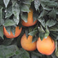 Newhall Nucellar Navel Orange Budwood citrus plant material online shopping