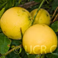 Yuma Ponderosa Lemon Pummelo Hybrid Budwood citrus plant material online shopping
