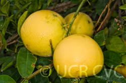 Yuma Ponderosa Lemon Pummelo Hybrid Budwood citrus plant material online shopping