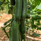 Picolino F1 Organic Cucumber