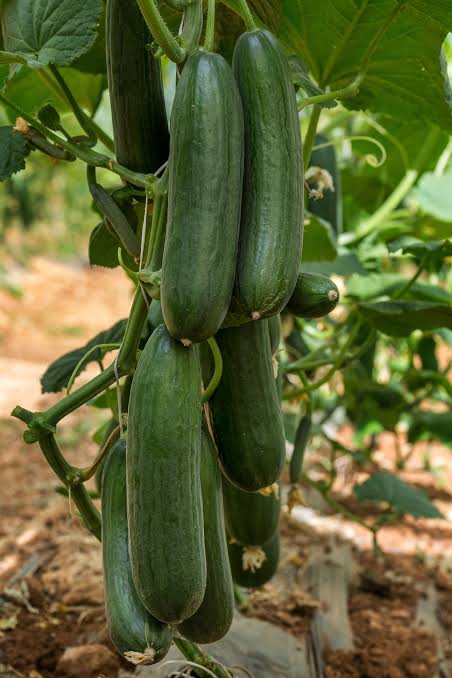 Picolino F1 Organic Cucumber