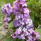 Prairie Petite Lilac