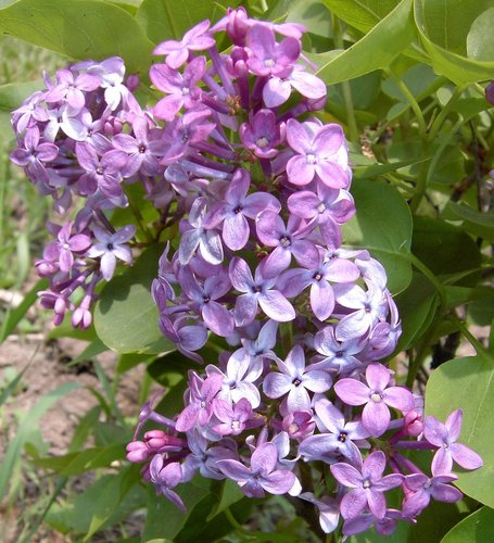 Prairie Petite Lilac