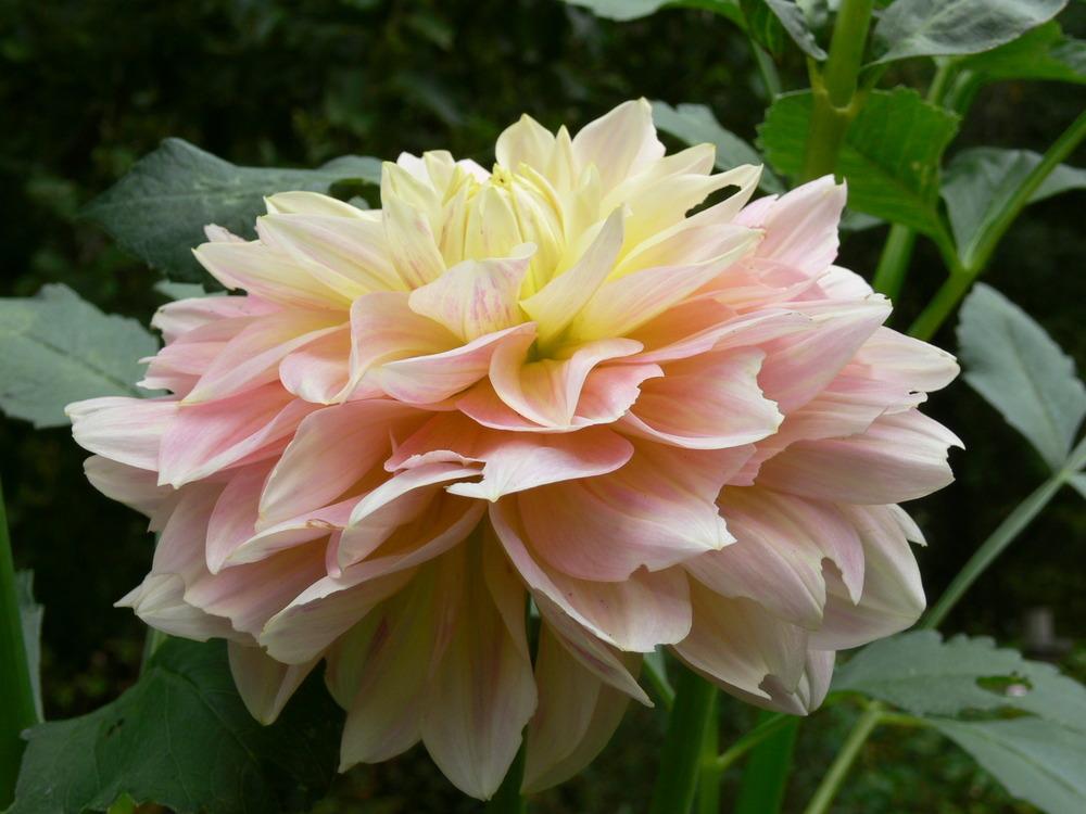 Sheer Heaven Dahlia