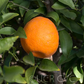 Parson's Special Mandarin Budwood citrus plant material online shopping