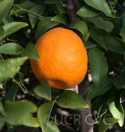 Parson's Special Mandarin Budwood citrus plant material online shopping