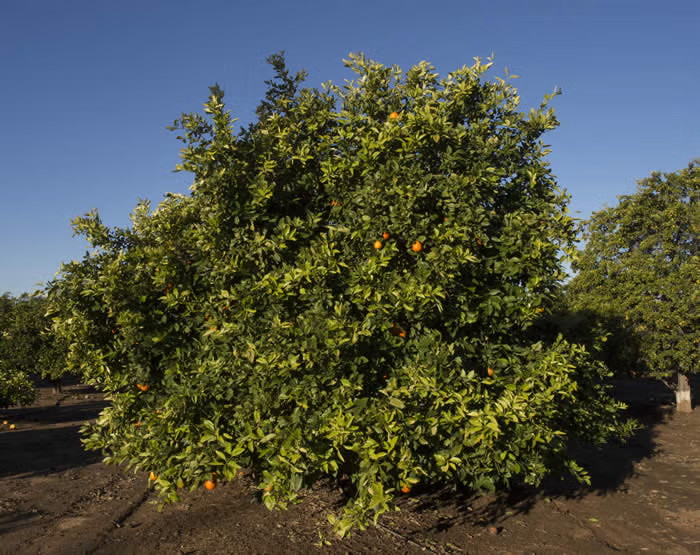 Clementine x Pearl Mandarin Hybrid Budwood citrus plant material online shopping