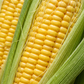 Golden Jubilee F1 Corn