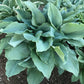 Zeppelin Hosta Plants online shopping